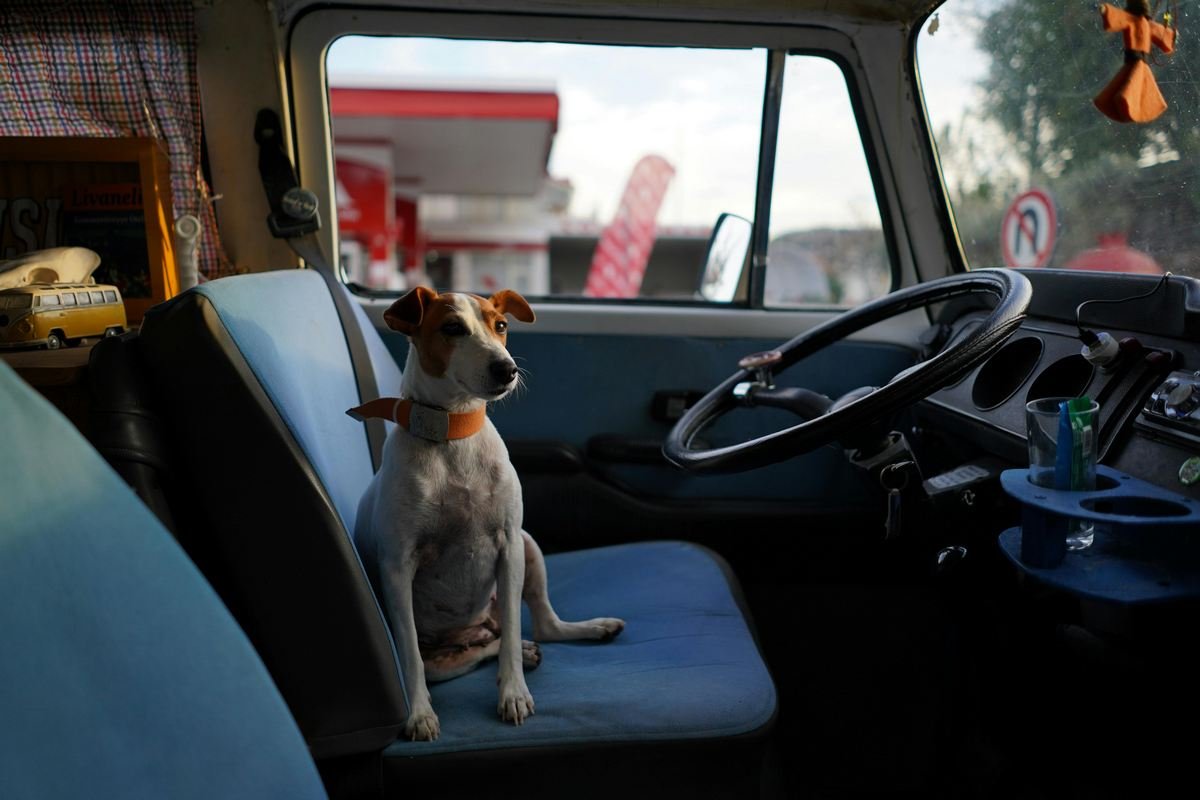 Como Transportar Cachorro no Carro: Guia Completo de Segurança e Conforto