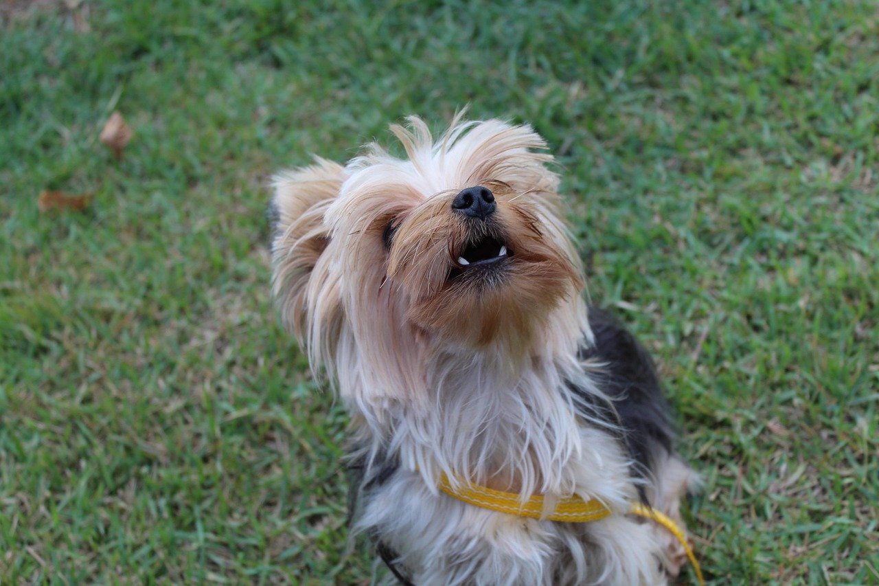 Como escolher nome para cachorro? Veja 7 boas recomendações!