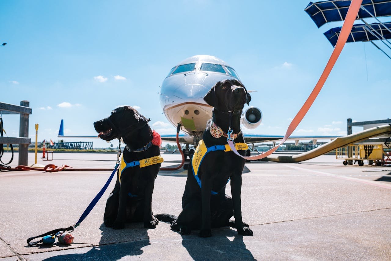 Como levar cachorro no avião? Aprenda em apenas 7 passos!