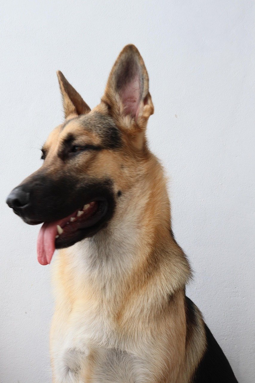 Como proteger animais de estimação em casos de invasão? Veja 7 recomendações!