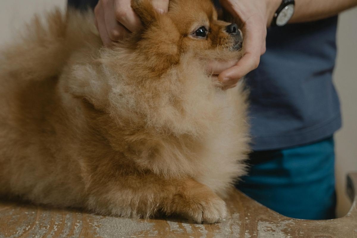 Impostos de PetShop: Guia Completo para Pagar Menos em 2026